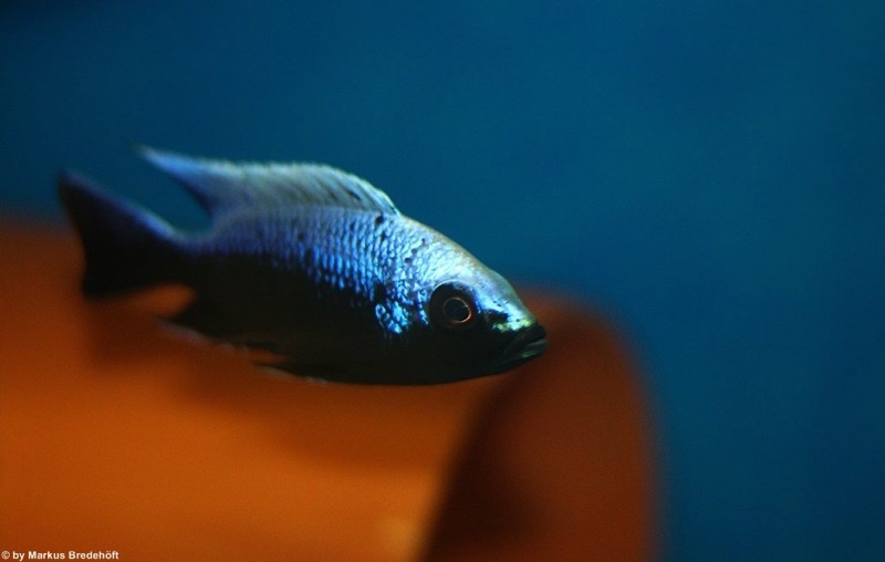 Copadichromis trewavasae 'Lupingu'